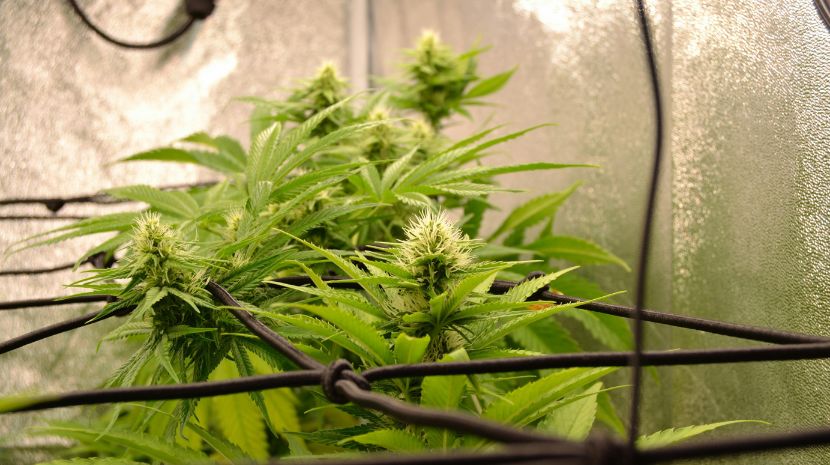buy cannabis online 