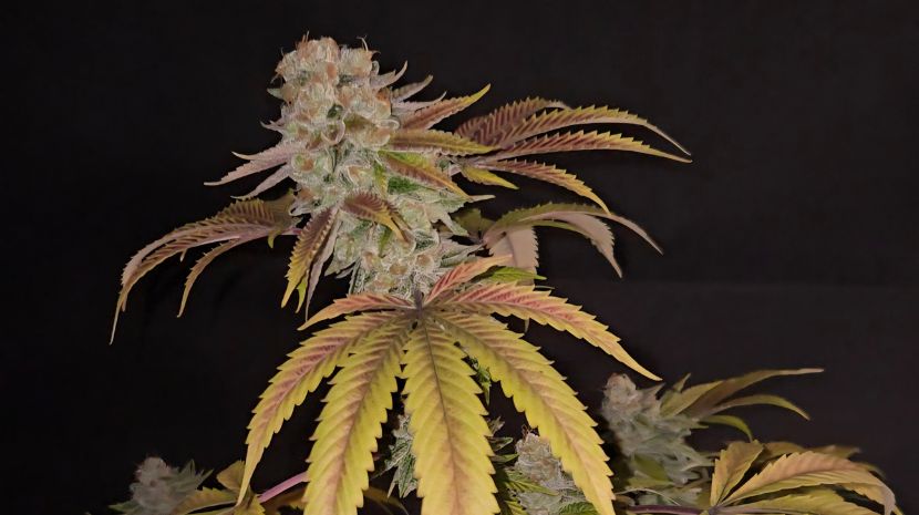 cannabis delivery 