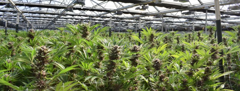 cannabis delivery