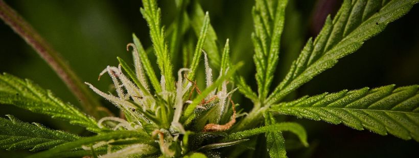 buying cannabis online